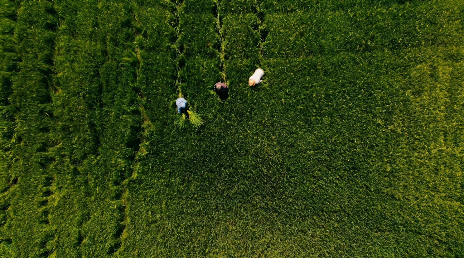 Territorio y paisaje protegido del arroz de Calasparra