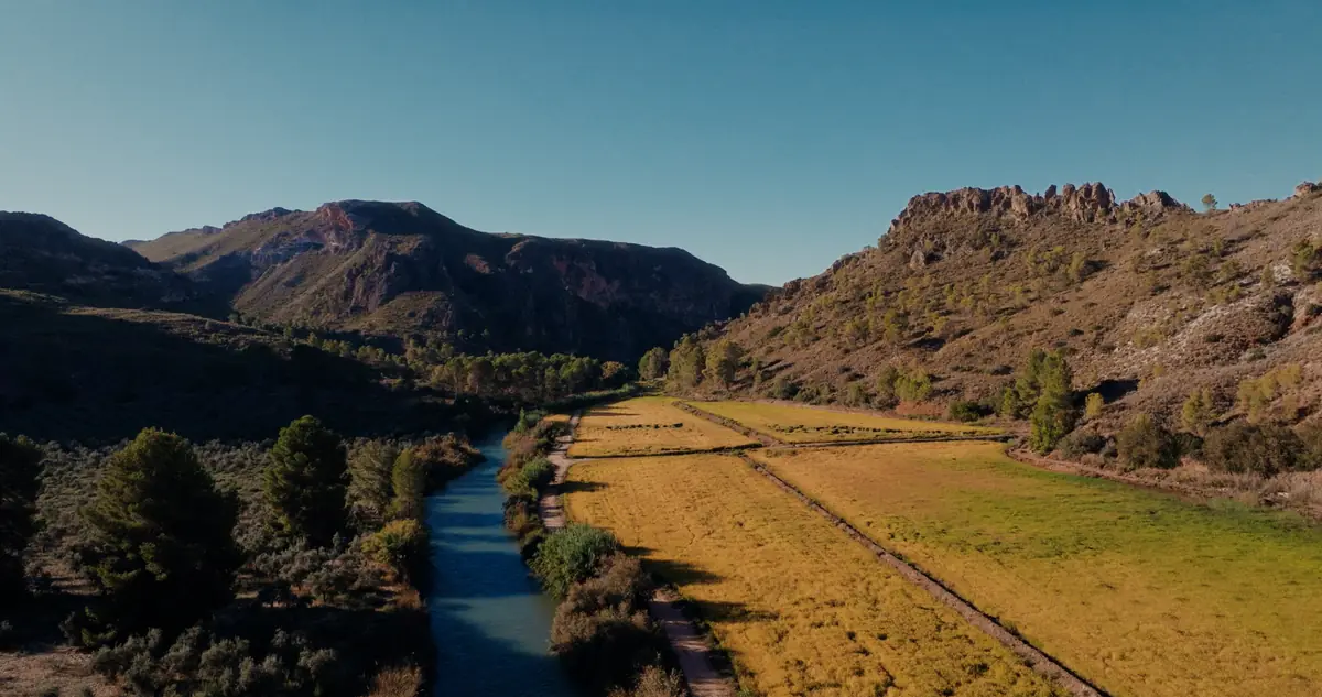 El río Segura entre arrozales