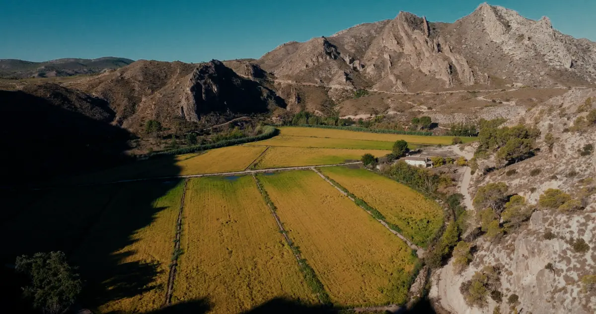 Vega arrocera de El Hondón entre sierras, en Hellín