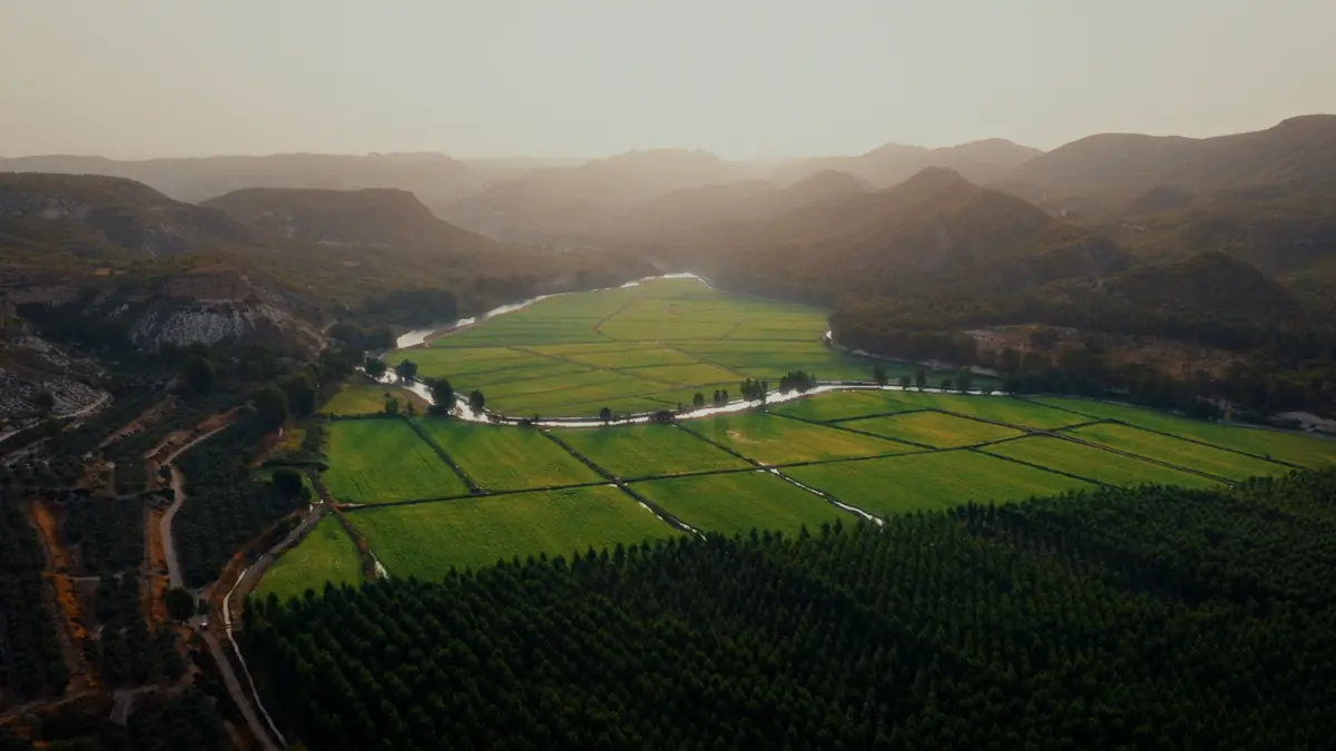 El coto arrocero al amanecer