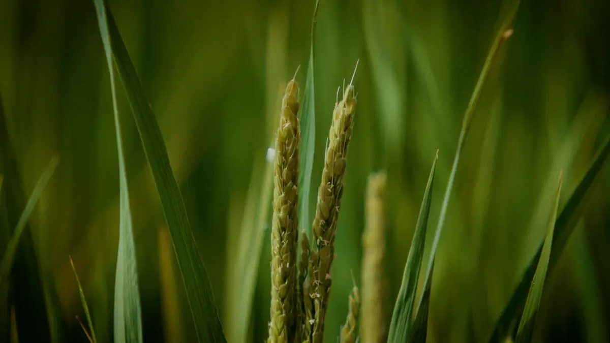 Espigas verdes de arroz