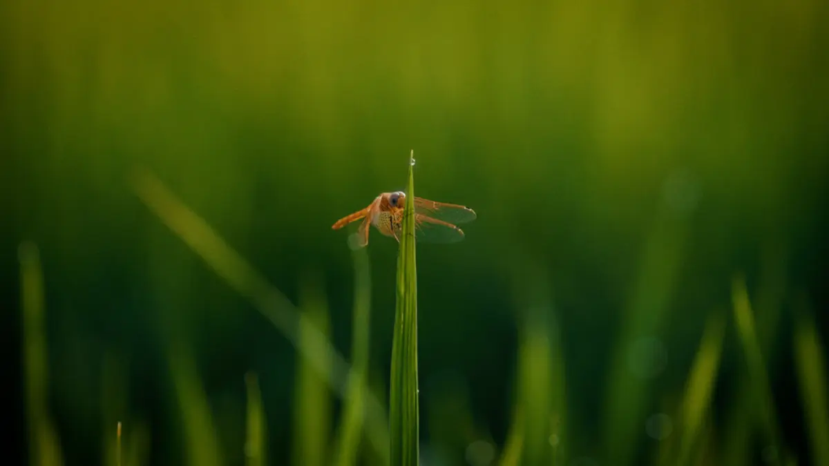 Libélula sobre una planta de arroz