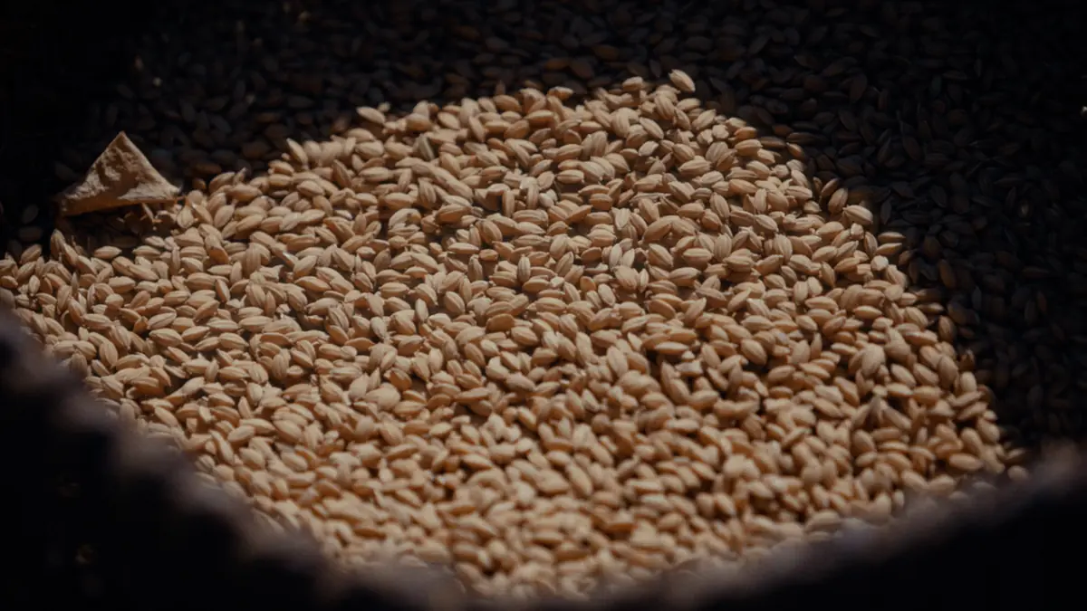 Grano de arroz seco