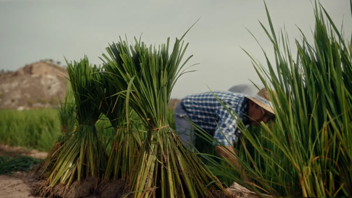 Un agricultor con manojos de planta de arroz