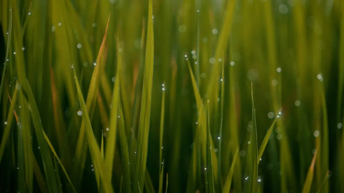 Plantas de arroz con gotas de rocío
