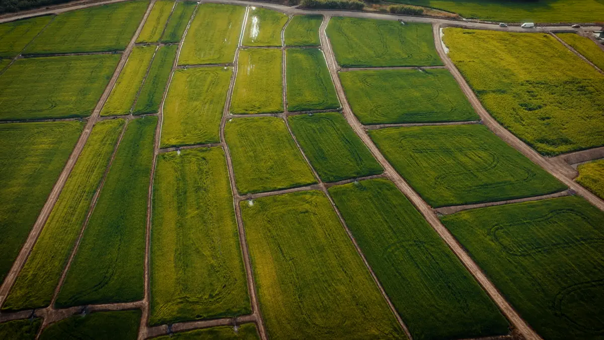 Arrozales del coto vistos desde el aire