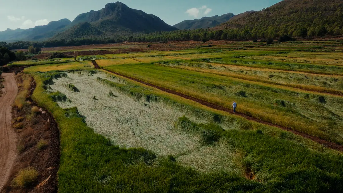 Un hombre camina entre los arrozales de Tavizna