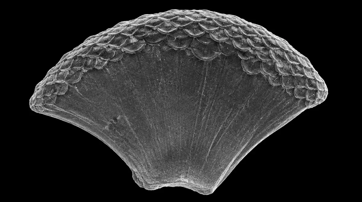 Fitolito de arroz visto al microscopio